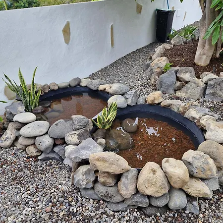 Palmeras B Güimar
